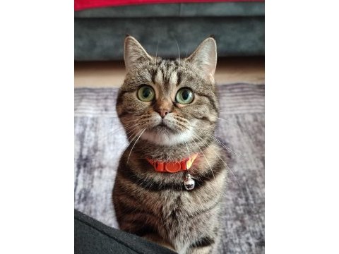 Scottish straight tabby