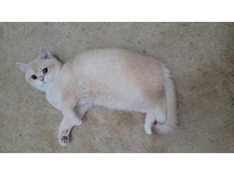 Golden 7 aylık erkek british shorthair