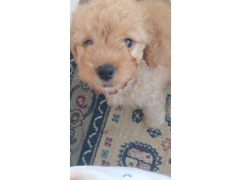 Maltipoo köpeğimizi sahiplendirme