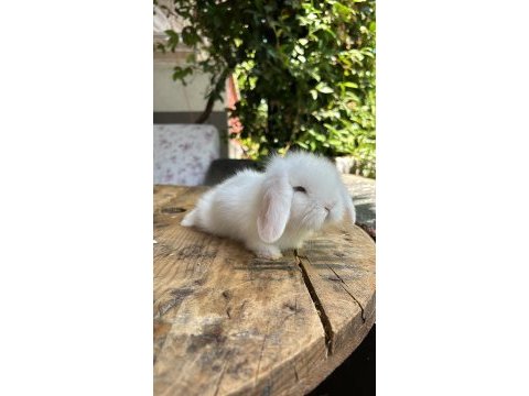 Safkan hollanda lop tavşanlar