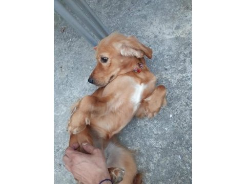6 aylık cocker ücretsiz değildir