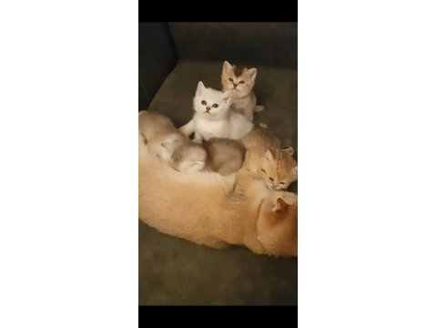 Britsh shorthair golden yavru