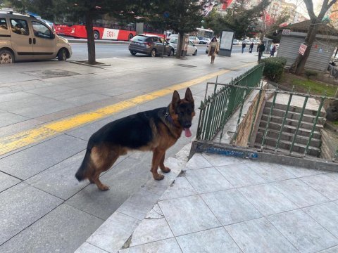 2 yaşında şecereli erkek alman kurdu