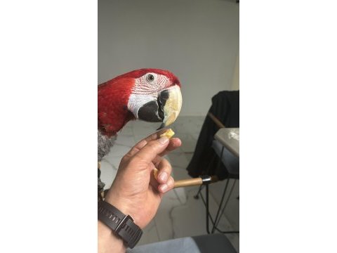 Evcil ele gelen macaw papağanı