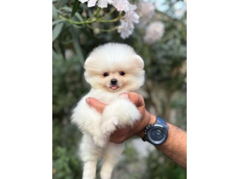 Orjinal pomeranian boo köpekler