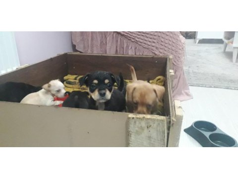 Yavru pinscher köpekler