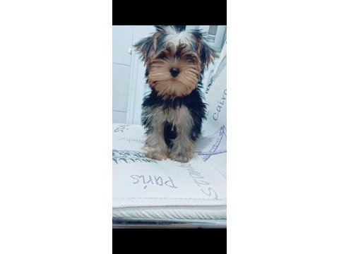 Yorkshire terrier yavrumuz