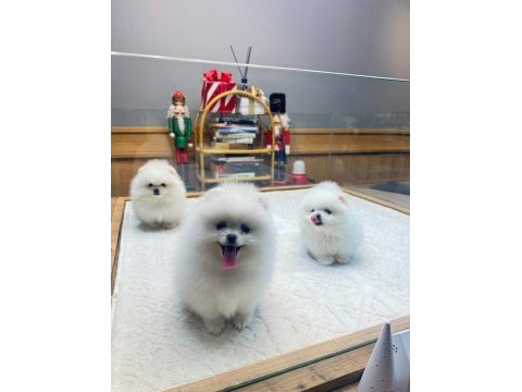 Sağlık ve ırk garantili kore pomeranian