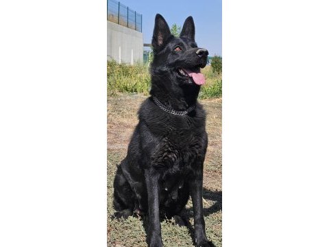 Siyah kurtların en iyisi solid black