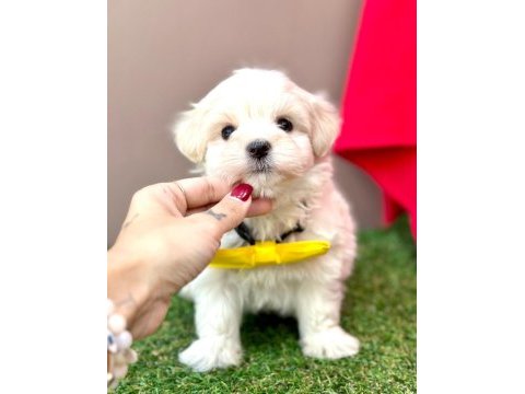Safkan maltese terrier