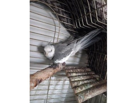 Erkek white sultan papağanı