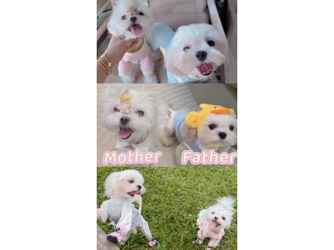 Beyaz maltipoo meleklerimiz yuvasını arıyor
