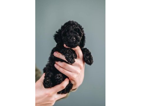 Siyah ve çikolata toy poodle erkek yavrular uygun