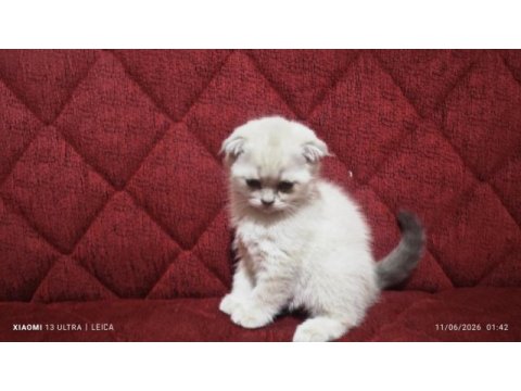 Mama karşılığı yavru scottish fold