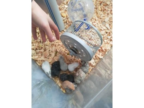 Sevimli ufak hamster yavrular