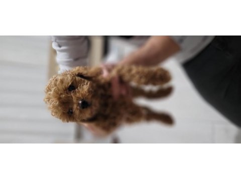 Toy poodle 2 aylık