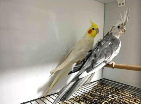 Damızlık bakıcı sultan papağanı çiftler