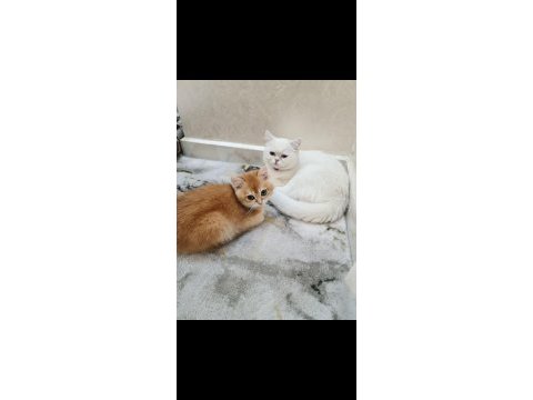 Kar beyazı british shorthair