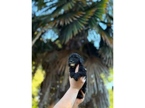 Toypoodle dişi/erkek