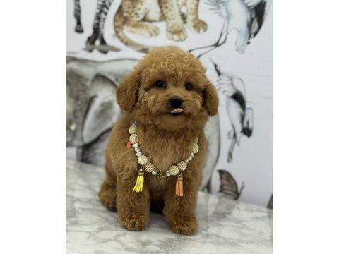 Orjinal maltipoo