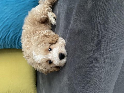 Yakışıklı oğlumuz maltipoo