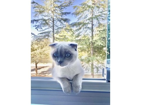 6 aylık scottish fold yavrumuzu sahiplendirmek istiyoruz