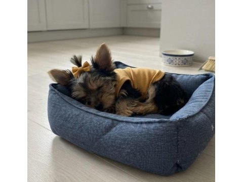 Tüy dökmeyen koku alerji yapmayan ırk köpeğimiz