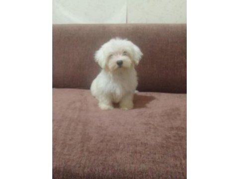 Maltese terrier yavrular