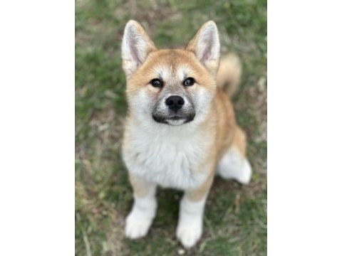 Scr’li muhteşem japon akita yavrumuz