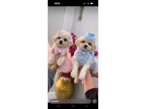 Maltipoo yavrum 55 günlük
