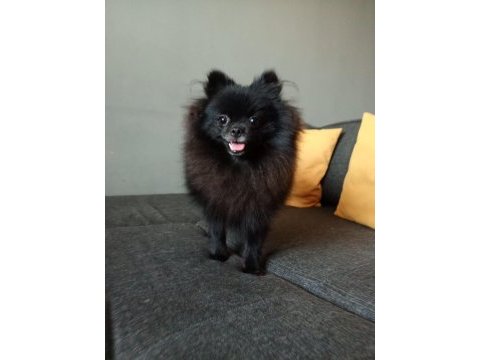 Çok uyguna orjinal pomeranian