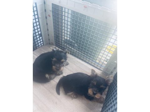 Safkan 2 minik erkek yorkshire terrier
