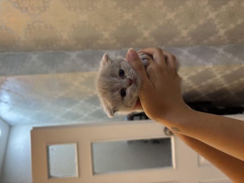 British shorthair cinammon yavrular