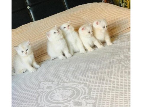 Show kalite british shorthair yavru