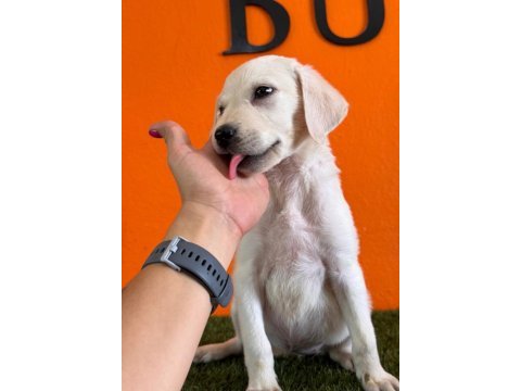 Burkemden a kan labrador yavruları