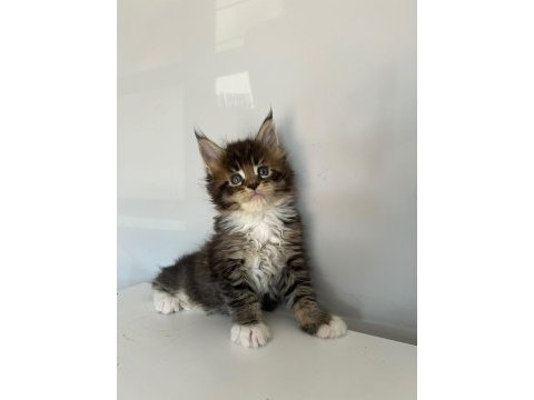 Minik dev maine coon heyrion