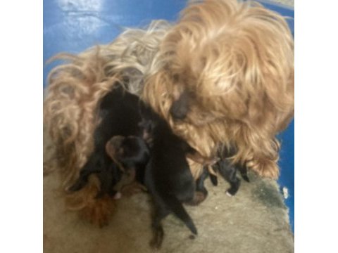 Morkie köpekler