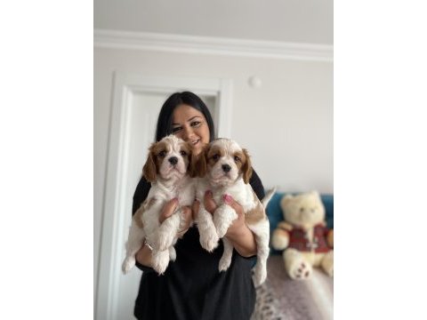 Cavalier king charles yavrularım