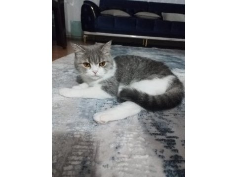 British shorthair kedimize yuva arıyoruz