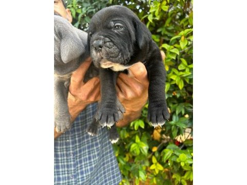 Safkan cane corso yavrular