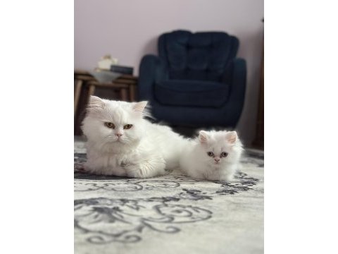 Mavi göz yavru iran kedisi
