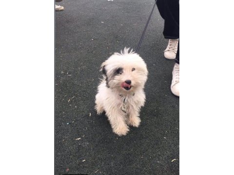 Morkie 6 aylık
