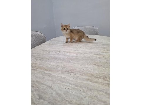 British golden erkek yavru