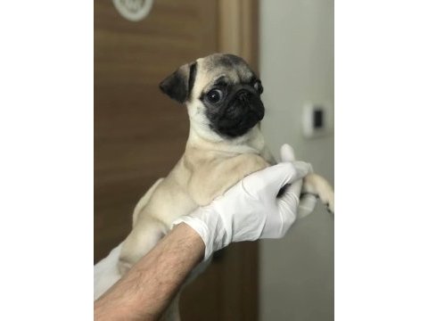 Hamburger suratlı pug / mops puppy