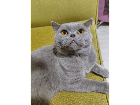 British shorthair cana yakın kedimiz