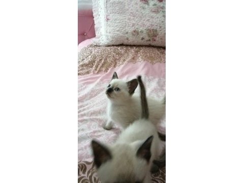 2 dişi ve 2 erkek sağlıklı eğitimli siyam kedisi yavrular