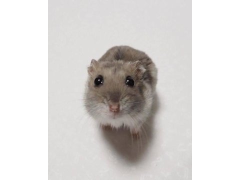 Hamster gonzales yavru heryere gönderim