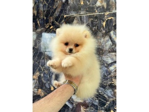 Pomeranian boo yavrularımız teslime hazırdır