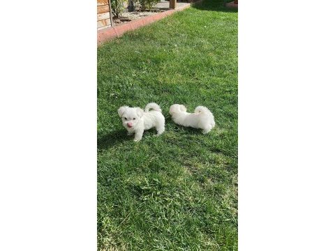 Maltipoo yavrularımız yeni yuvasına gitmeye hazır