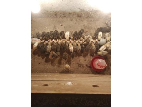 Bıldırcınlar